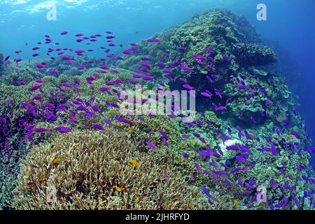 Purple Anthias (Pseudanthias tukas), die über ein Korallenriff mit Steinkorallen (Anacropora spinosa) fahren, Great Barrier Reef, Australien Stockfoto