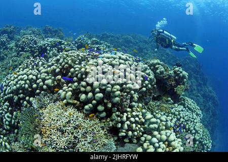 Tauchen in einem Korallenriff mit steinernen Pavonakorallen (Pavona Clavus), Great Barrier Reef, Australien Stockfoto