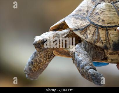 19. Juli 2022, Naples, Florida USA Leopard-Schildkröte wird im Naples Zoo in Naples, Florida, ausgestellt, Montag, 19. Juli 2022 Foto von Jennifer Graylock-Alamy News Stockfoto