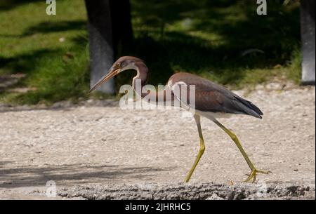 19. Juli 2022 Naples, Florida USA Blaureiher im Naples Zoo in Naples, Florida, Freitag, 15. Juli 2022 Foto von Jennifer Graylock-Alamy News Stockfoto