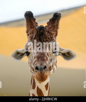 19. Juli 2022 Naples, Florida USA Retikulierte Giraffe im Naples Zoo in Naples, Florida, Freitag, 15. Juli 2022 Foto von Jennifer Graylock-Alamy News Stockfoto