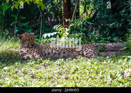 19. Juli 2022 Naples, Florida USA Geparden im Naples Zoo in Naples, Florida, Freitag, 15. Juli 2022 Foto von Jennifer Graylock-Alamy News Stockfoto