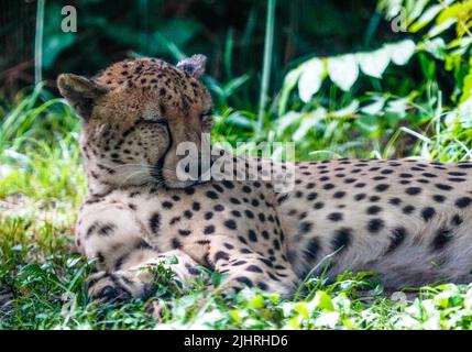 19. Juli 2022 Naples, Florida USA Geparden im Naples Zoo in Naples, Florida, Freitag, 15. Juli 2022 Foto von Jennifer Graylock-Alamy News Stockfoto