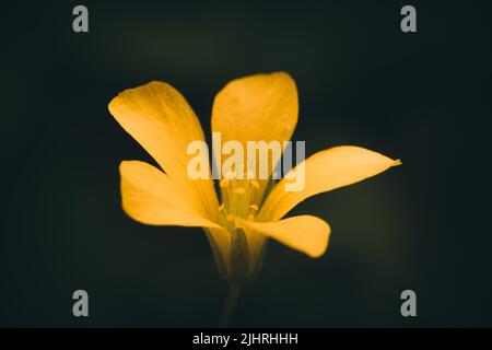 Eine Makroaufnahme eines schleichenden Waldschnepfels (Oxalis corniculata) auf dunklem Hintergrund Stockfoto