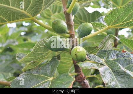 Eine Nahaufnahme von unreifen Feigen, die auf einem Baum mit großen Blättern wachsen Stockfoto