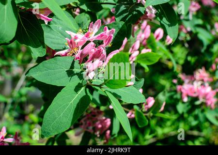 Grüner Busch mit frischen rosa Blüten und grünen Blättern der Lonicera hispidula Pflanze, bekannt als kalifornische Geißblatt oder woodbine in einem Garten in einem sonnigen Su Stockfoto