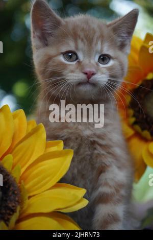 Hübsches Ingwer-Kätzchen! In Sunflowers Liebe das! Stockfoto