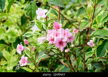 Viele hellrosa Blüten von Weigela florida Pflanze mit Blumen in voller Blüte in einem Garten in einem sonnigen Frühlingstag, schöne Outdoor-Blumen Hintergrund pho Stockfoto