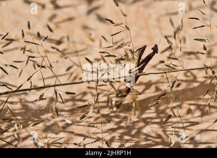 Eine Nahaufnahme einer Heuschrecke auf einer Pflanze in der Nähe des Wassers Stockfoto