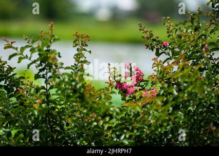 Lagerstroemia Indica - Picotee Crapemyrtle aus der Queen-Spitze - Nahaufnahme einer Wassermelone in Pink mit weißen Blüten, Blüten oder Blüten. Blauer Himmel Stockfoto