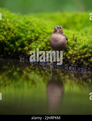 Eine vertikale Nahaufnahme eines Buchfinkens, der neben dem Teich thront Stockfoto