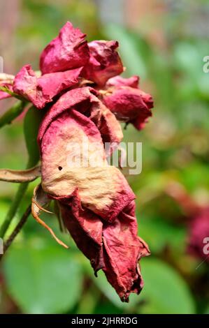 Rose Stockfoto