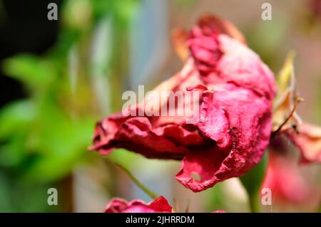 Rose Stockfoto