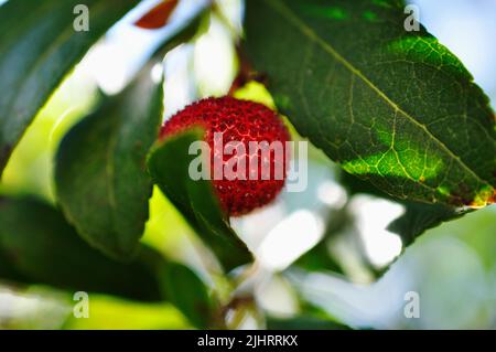 Frucht von Arbutus unedo. Arbutus unedo ist ein immergrüner Strauch oder kleiner Baum aus der blühenden Pflanzenfamilie Ericaceae, die im Mittelmeerraum beheimatet ist Stockfoto