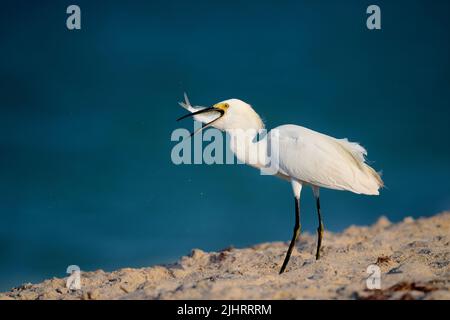 Eine flache Aufnahme von entzückenden Schneegreiher, die Fisch essen, während sie am Seeufer stehen Stockfoto