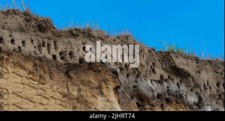 Schwalben auf den Klippen der Stadt Ahrenshoop auf der Ostseeinhalbinsel Darss in Deutschland im Sommer. Stockfoto