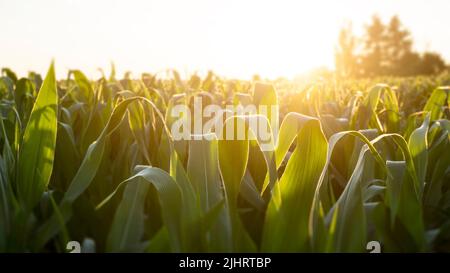 Niedriger Winkel auf einem jungen Maisfeld während des Sonnenuntergangs Stockfoto