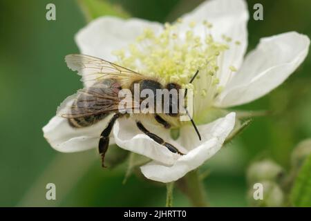 Nahaufnahme einer behaarten Honigbiene gearbeitet, APIs mellifera, trinkenden Nektar aus einer weißen Brambleberry Blume, Rubus fructicosus Stockfoto