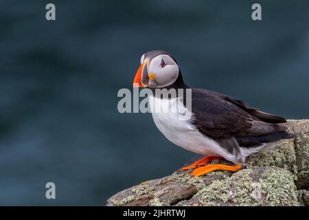 Atlantic Puffin (Fratercula Arctica) steht auf einer Klippe auf der Isle of May Stockfoto