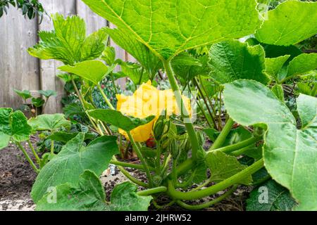 Gelbe Kürbisblüte in einem Küchengarten Stockfoto