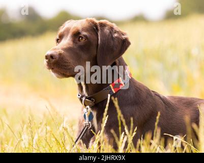 Chocolate Labrador Springer Spaniel Mischlingshund genannt Springador, der auf einem Grasfeld liegt. Stockfoto