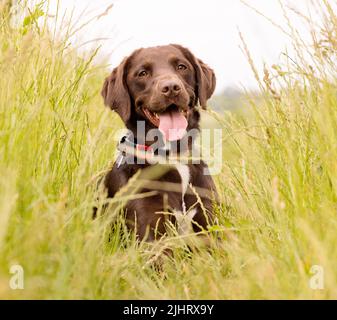 Chocolate Labrador Springer Spaniel Mischlingshund genannt Springador, der auf einem Feld mit langem Gras liegt. Stockfoto