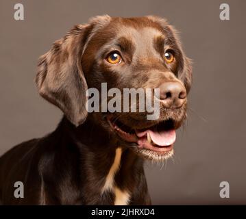 Isolierter Kopfschuss eines Chocolate Labrador Springer Spaniel Mischlingshundes namens Springador mit einfachem Hintergrund Stockfoto