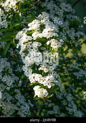 Weißer Flieder in voller Blüte auf einem Busch Stockfoto