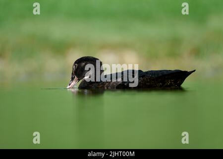 Eine entzückende Moskauer Ente schwimmt und trinkt Wasser aus dem Teich auf verschwommenem grünem Hintergrund Stockfoto