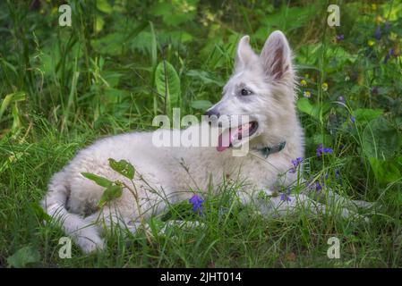 3 Monate alter Welpe aus langhaarigen weißen belgischen Schäferhund, der auf dem Gras liegt und mit der Zunge nach außen schaut. Stockfoto