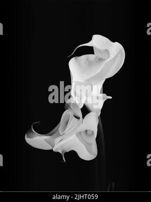 Eine vertikale Graustufe von cala Lily floe isoliert auf einem schwarzen Hintergrund Stockfoto