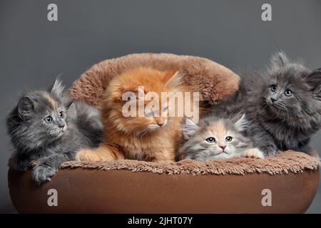 Fünf kleine bunte Katzen Kätzchen sitzen in einem pelzbraunen Tierkorb Stockfoto