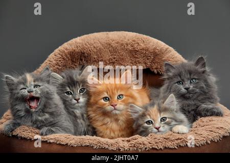 Fünf kleine bunte Katzen Kätzchen sitzen in einem pelzbraunen Tierkorb Stockfoto