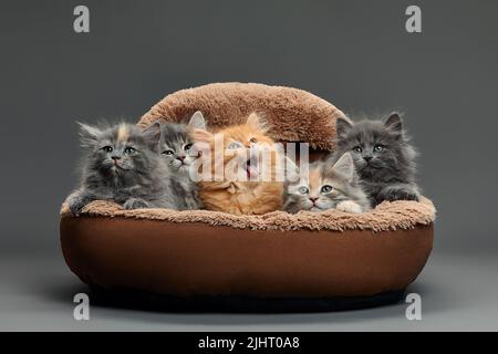 Fünf kleine bunte Katzen Kätzchen sitzen in einem pelzbraunen Tierkorb Stockfoto