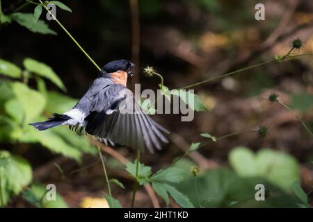 Britische Tierwelt: Bullfinch (Pyrrhula pyrrhula), der von einheimischen Wildblumenkernköpfen ernährt wird, Otley, West Yorkshire, England Stockfoto