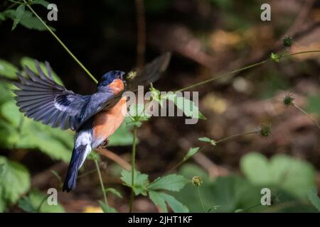 Britische Tierwelt: Bullfinch (Pyrrhula pyrrhula), der von einheimischen Wildblumenkernköpfen ernährt wird, Otley, West Yorkshire, England Stockfoto