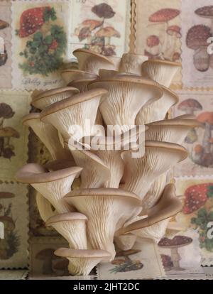 Frische Austernpilze auf dem Hintergrund verschiedener Pilze. Stockfoto
