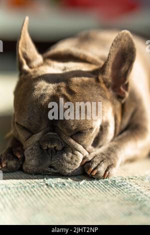 Eine vertikale Aufnahme der französischen Bulldogge, die auf dem Teppich liegt und schläft Stockfoto