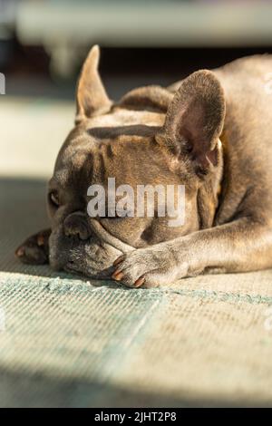 Eine vertikale Aufnahme der französischen Bulldogge, die auf dem Teppich liegt und schläft Stockfoto