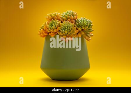 Eine Nahaufnahme der blühenden sukkulenten Echeveria-Pflanze in einer Vase, die auf gelbem Hintergrund isoliert ist Stockfoto