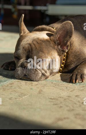Eine vertikale Aufnahme der französischen Bulldogge, die auf dem Teppich liegt und schläft Stockfoto