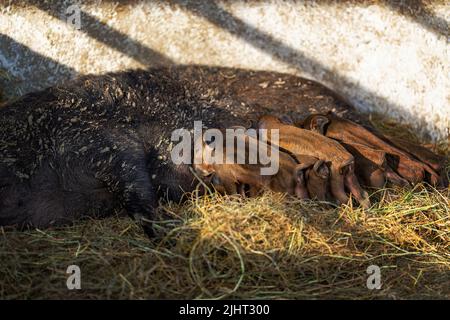 Die neugeborenen Mangalica-Ferkel säen die Sau Stockfoto