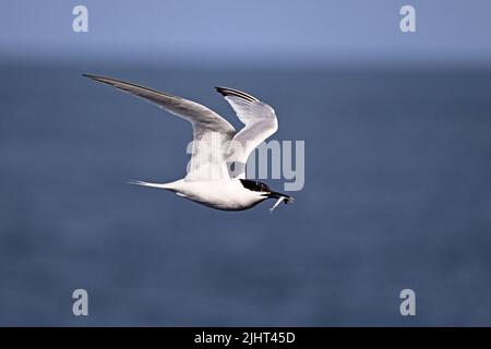 Sandwich-Scheune, die Lebensmittel transportiert Scheune auf dem Flug Cemyln Lagoon Anglesey UK Stockfoto