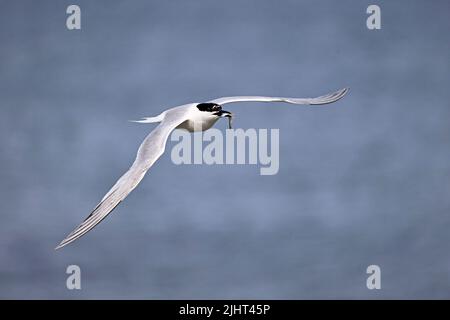 Sandwich-Scheune, die Lebensmittel transportiert Scheune auf dem Flug Cemyln Lagoon Anglesey UK Stockfoto