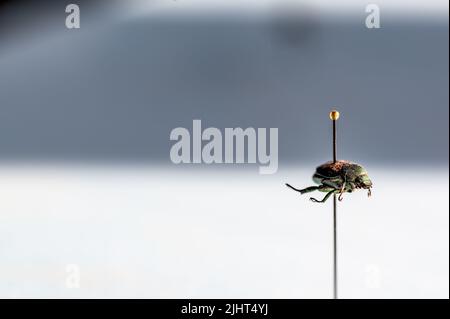 Geflemmte japanische Käferexemplaren in einer Insektensammlung Stockfoto