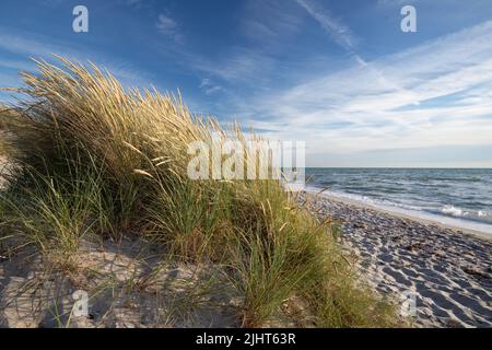 Sanddünen mit Gräsern am westlichen Strand von Darss Stockfoto