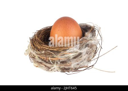 Ei im Vogelnest isoliert auf weißem Hintergrund. Stockfoto