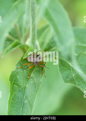 Pentatoma rufipes, Rotbeiniger Schildwanzen. Stockfoto