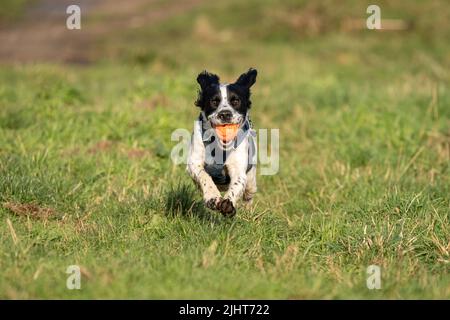 Loki, der Cocker-Spaniel, spielt Fetch im Beddington Park in Sutton, London. Stockfoto