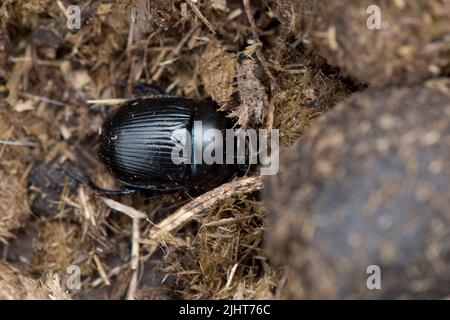 Dor Käfer oder Dungkäfer (Geotrupes stercorarius) ausgewachsener Käfer auf Eselskot, Bekshire, Juli Stockfoto
